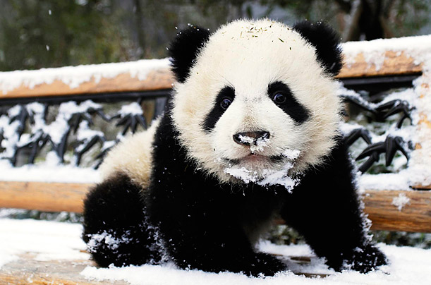Baby panda
