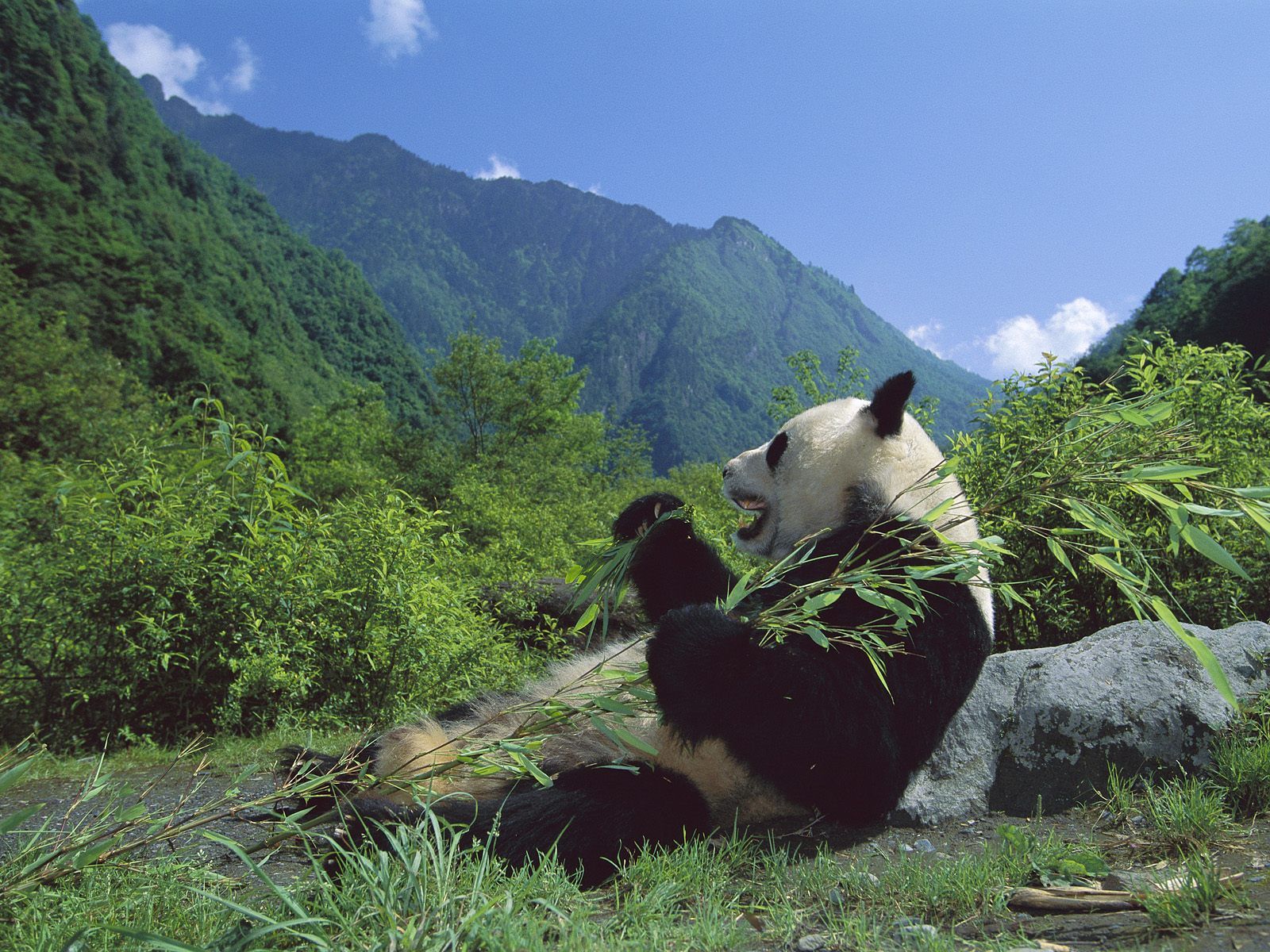 Eating panda